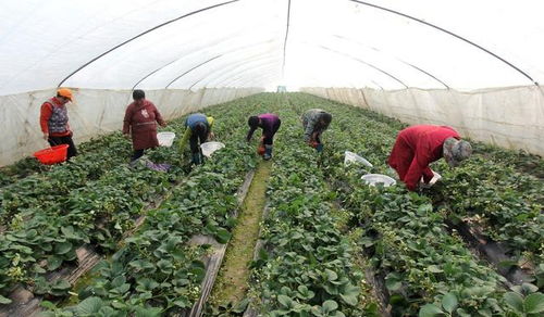 休閑農業中的六大創業類型 看哪一種適合你