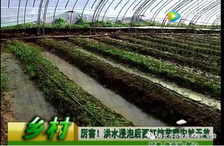 利奇馬臺風再襲壽光 農業快速再生根恢復生長的培育方法