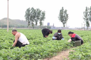 新農村致富能手——唐山黨員引領農業培育新路徑