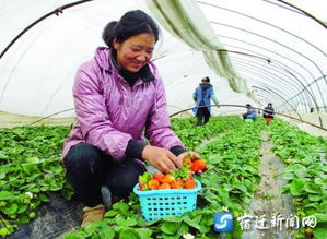 宿遷宿城區(qū) 探索農(nóng)業(yè)新型產(chǎn)業(yè)化經(jīng)營(yíng)模式的江蘇實(shí)踐