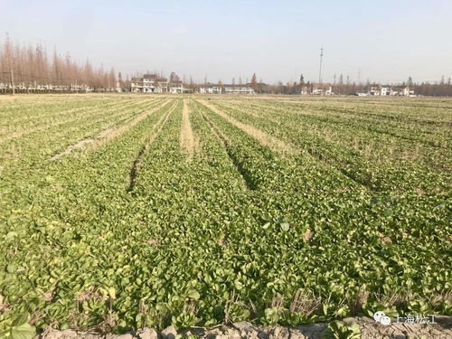 松江首推農(nóng)業(yè)培育獎(jiǎng)補(bǔ)政策 每畝補(bǔ)貼100元助力農(nóng)業(yè)升級(jí)