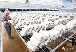 靈秀田園，靈芝采摘 現代農業培育的詩意棲居