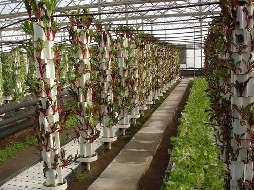 盤點五種農業新型種植技術