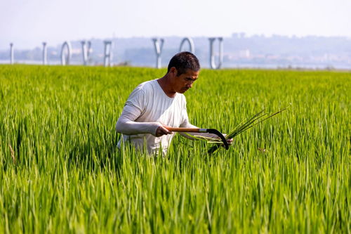 襄緣花海 幸福田園農業種植項目，豐景好農業培育新篇章