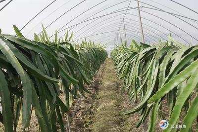 多樣化種植 農業培育，致富路上不停歇