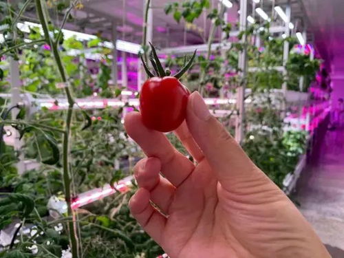 未來已來 植物工廠如何顛覆傳統農業種植方式