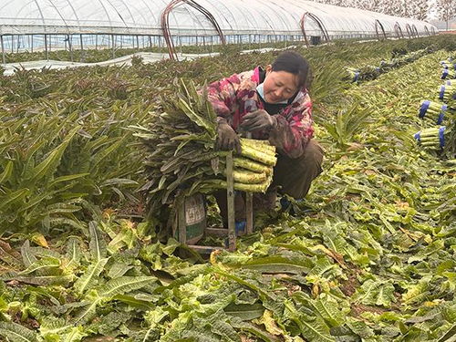 臨沂郯城 紅花鎮萵苣豐收價遇“寒流”，訂單農業巧解農民增收難題