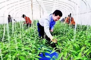 警惕！這6類合作社不僅拿不到補貼，還可能面臨被取締風險