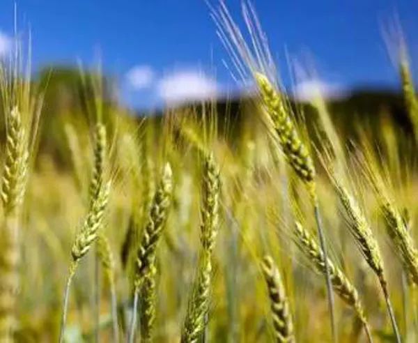 農(nóng)業(yè)種植補(bǔ)貼的五類核心政策，你必須了解！